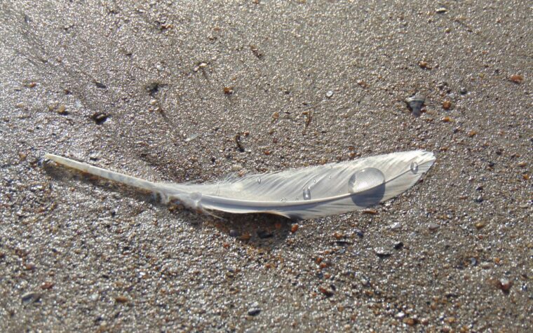Feather on a Beach