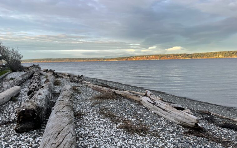 Driftwood Logs on Beach