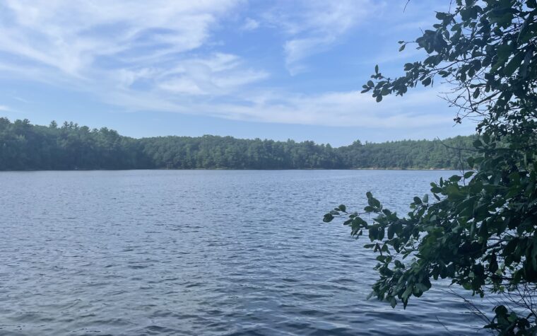 A pond with trees in the background