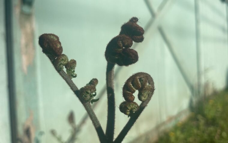 Fern about to unfurl
